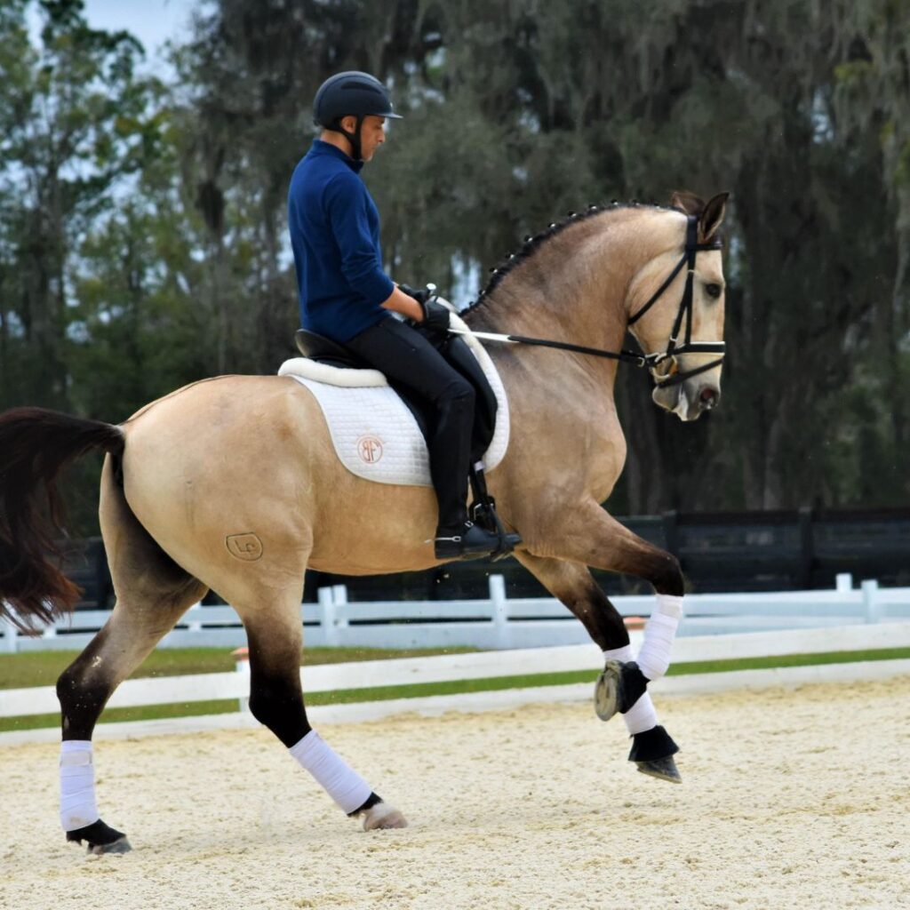 scuola di dressage a Monza

