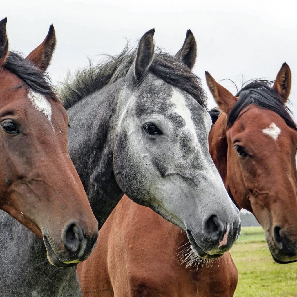 addestramento cavalli a Monza
